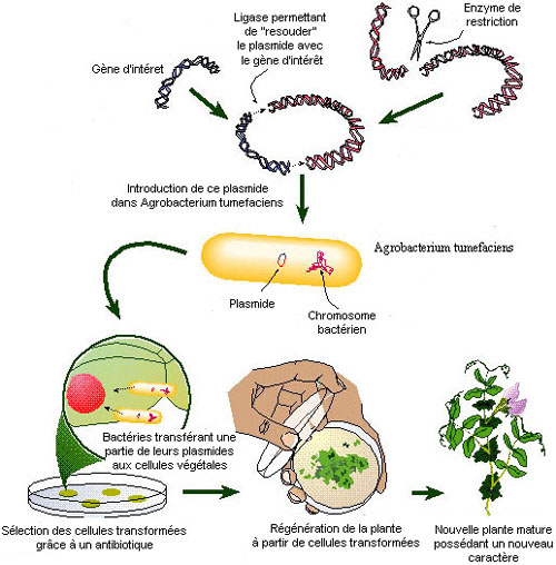 Bio transformation